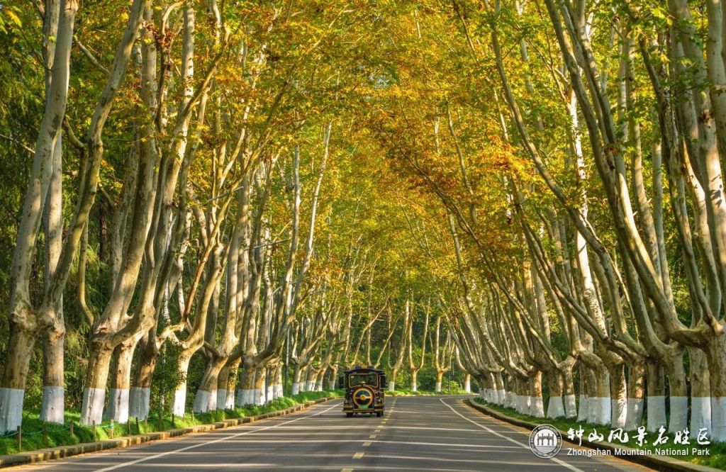 南京“最美梧桐大道”将改步行道，采纳“分时段管控”等建议